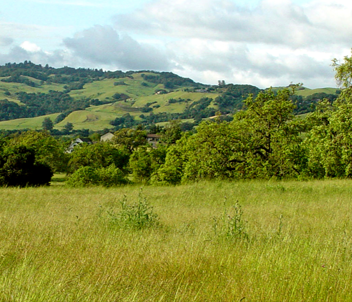 Sonoma County Meadow