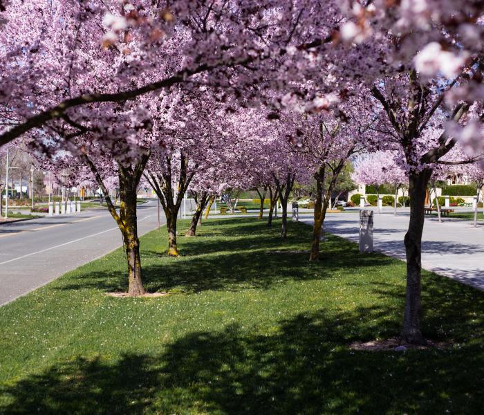 Blossoms