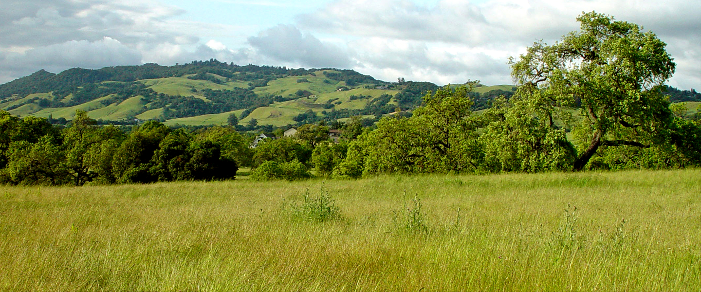 Sonoma County Meadow