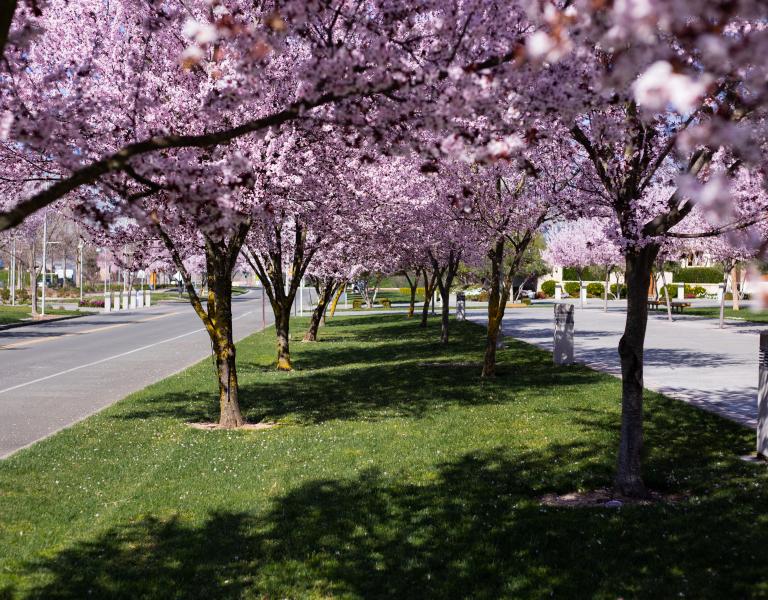 Blossoms