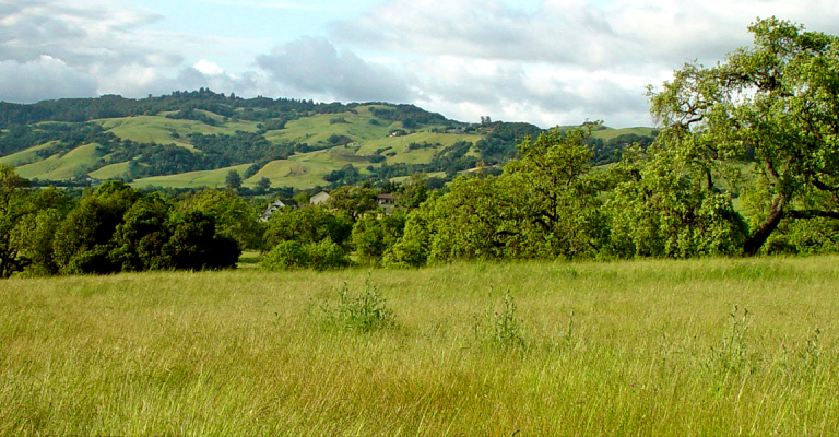 Sonoma County Meadow